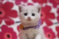 スコティッシュフォールド(立ち耳)【東京都・男の子・2025年8月22日・クリームタビー&ホワイト】の写真7