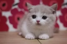 マンチカン(短足)【東京都・男の子・2025年6月15日・クリームタビー&ホワイト】の写真7