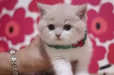 スコティッシュフォールド(立ち耳)【東京都・男の子・2025年2月26日・クリームタビー&ホワイト】の写真7