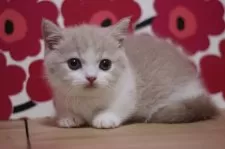 マンチカン(短足)【東京都・男の子・2025年6月15日・クリームタビー&ホワイト】の写真8