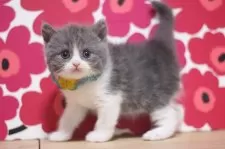 ブリティッシュショートヘア【東京都・男の子・2025年10月18日・ブルータビー&ホワイト】の写真8