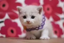 スコティッシュフォールド(立ち耳)【東京都・男の子・2025年8月22日・クリームタビー&ホワイト】の写真8