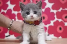 ブリティッシュショートヘア【東京都・男の子・2025年11月13日・ブルータビー&ホワイト】の写真9