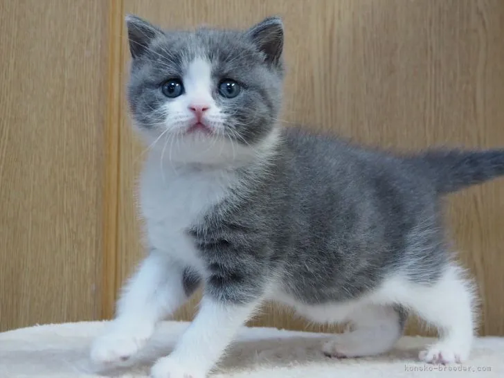 ID：2109-01920の子猫