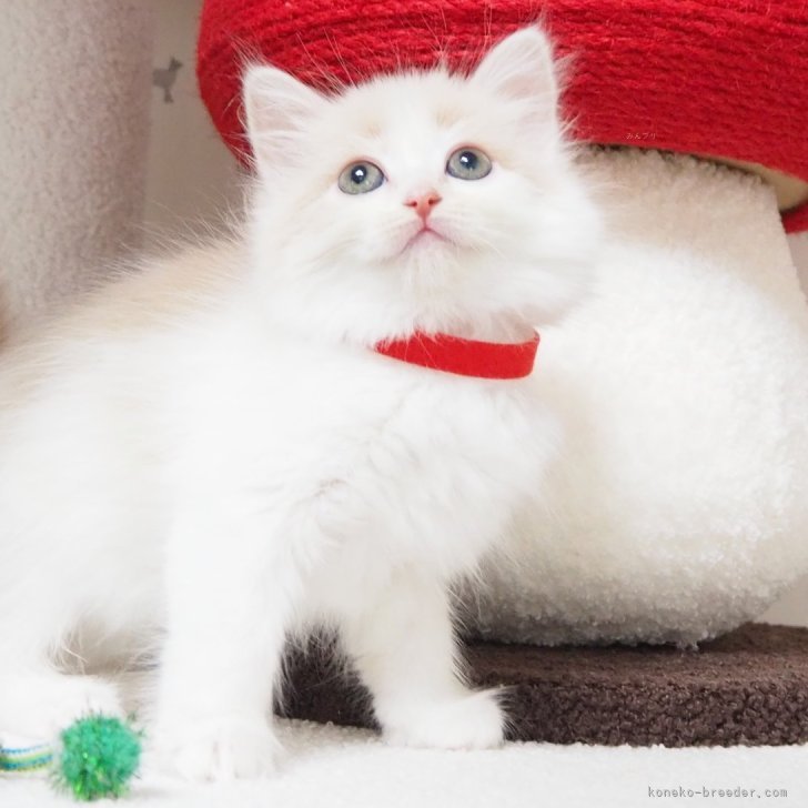 正規品♡ベビモコCAT上下セット♡オフホワイト　サイベリアン cat_img_1_090431804820.jpg
