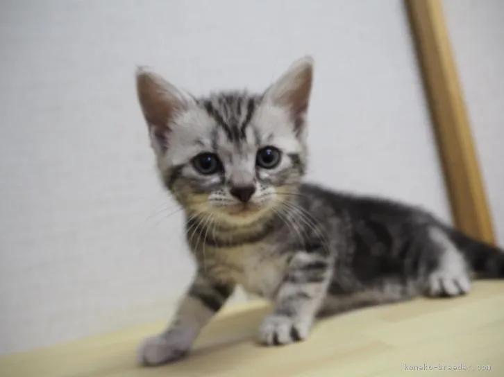 ID：1608-00107の子猫