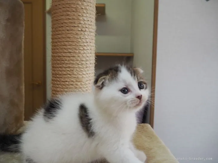 ヴィスコ 様のお迎えした子猫