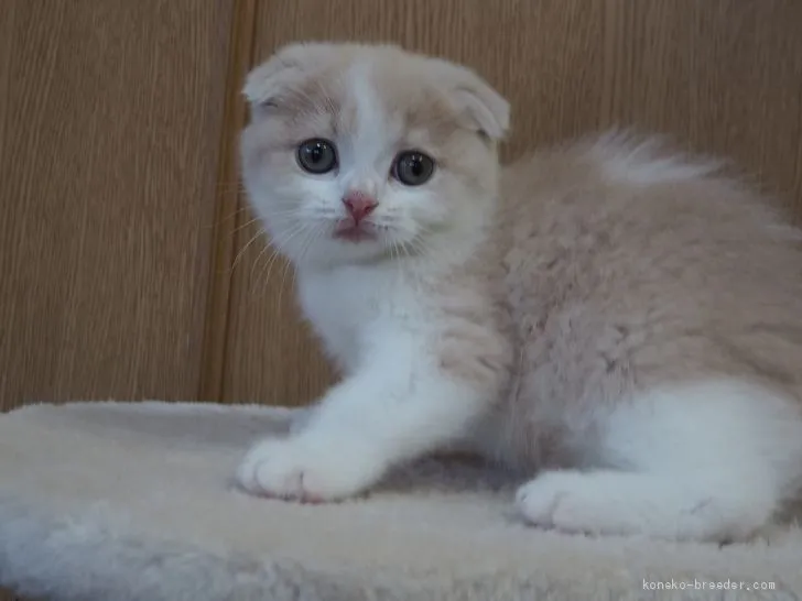 ID：2101-00838の子猫