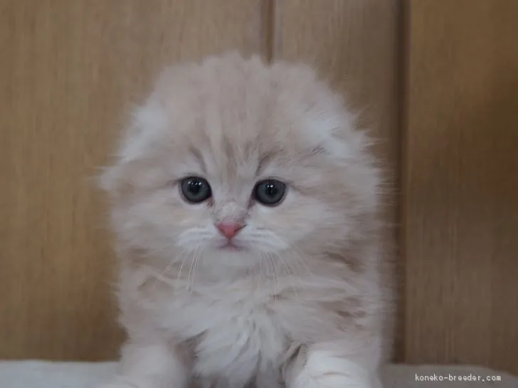 ID：1904-01906の子猫