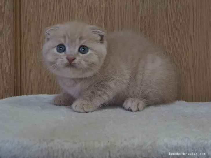 ID：2202-01108の子猫