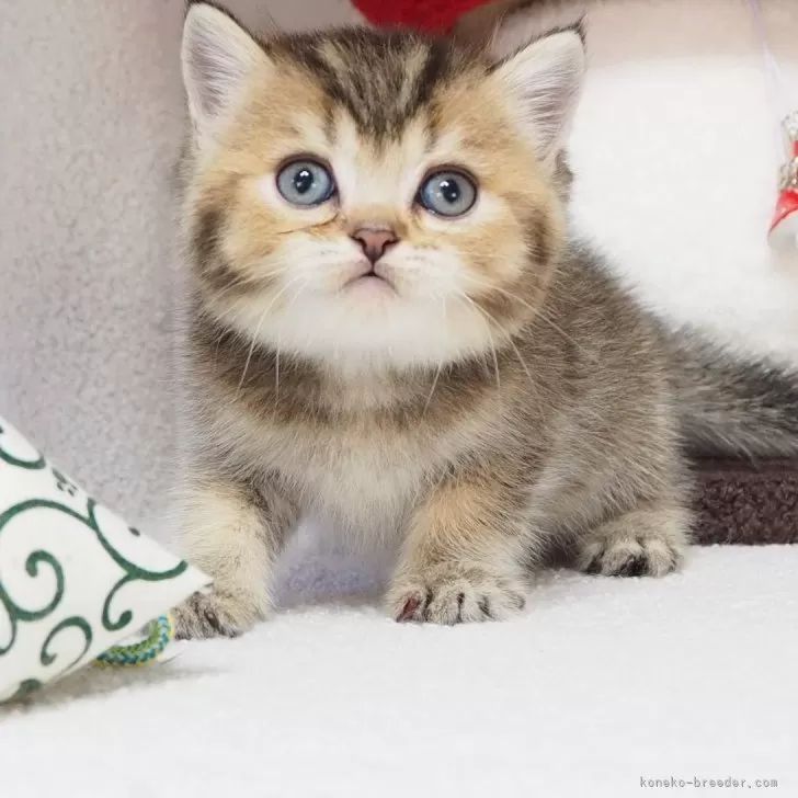 ID：2404-01627の子猫