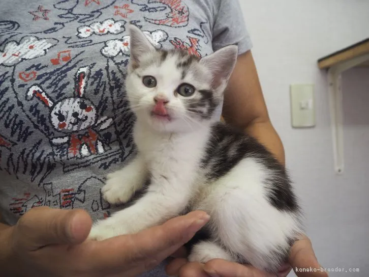 ID:1610-00081の子猫