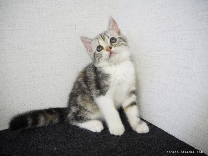 ID：1608-00681の子猫