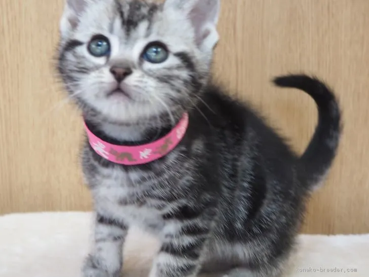 ID:2004-01830の子猫