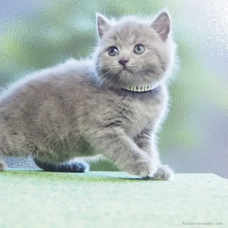 テゾーロ　y.u 様のお迎えした子猫