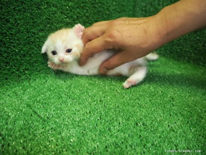 ID：1606-00578の子猫