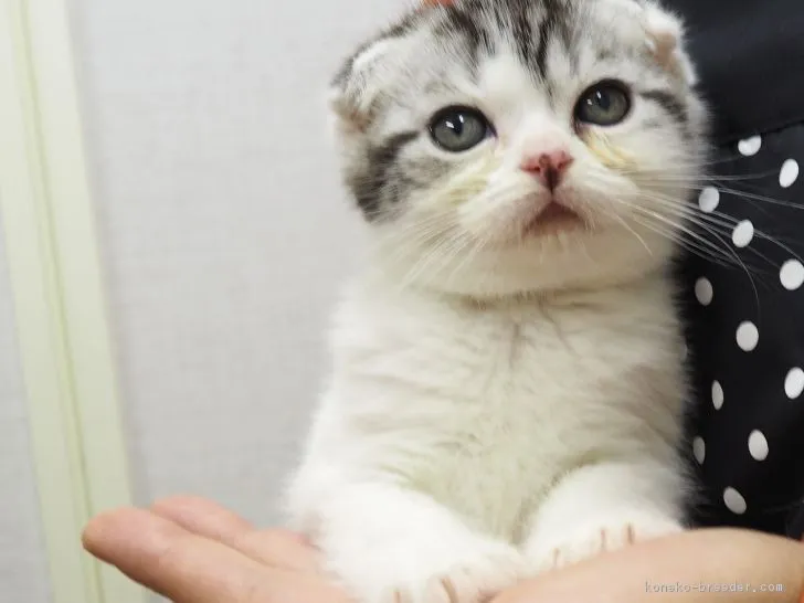 ID：1612-00623の子猫