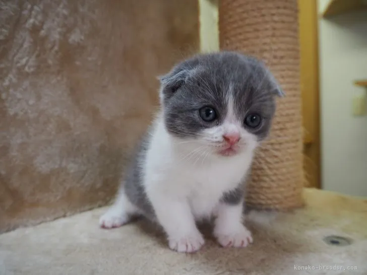 ID：1710-01248の子猫