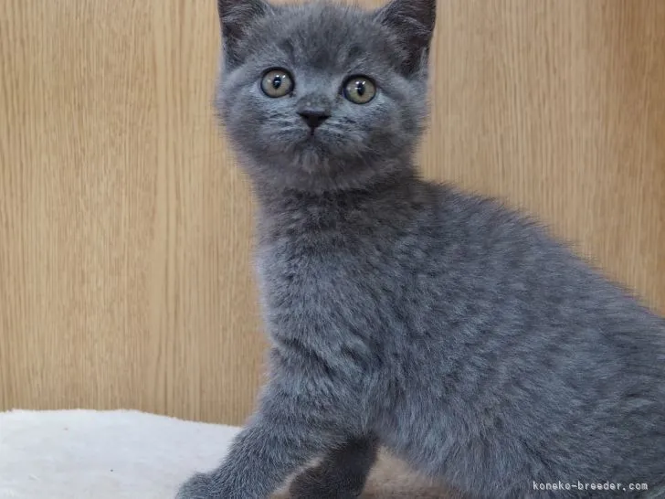 y.s 様のお迎えした子猫