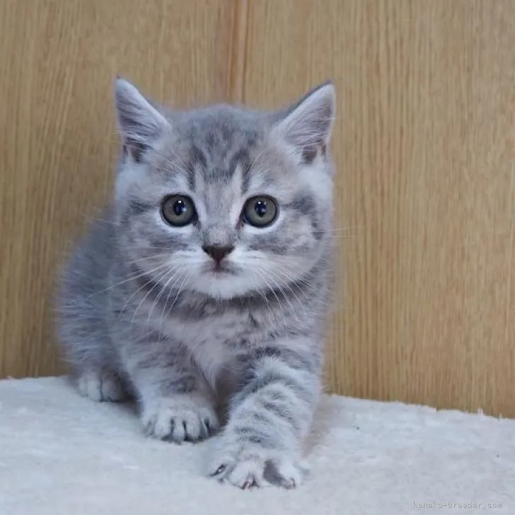 ID:2302-00568の子猫