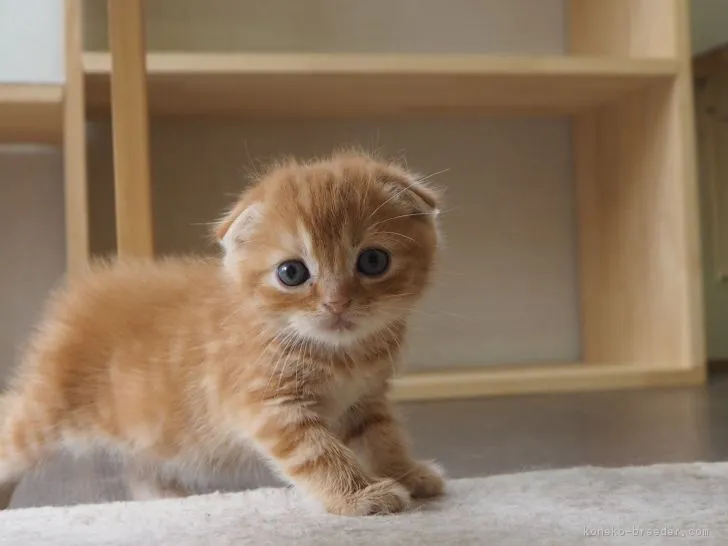 スコティッシュフォールド(折れ耳)【三重県・女の子・2017年7月21日・レッドタビー】の写真1