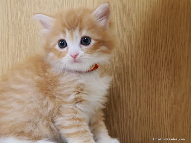 ID:1906-01617の子猫