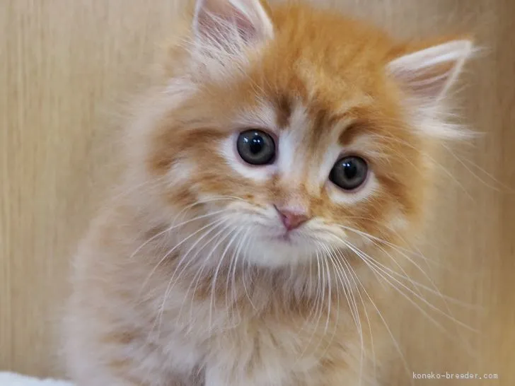 ID:2101-00149の子猫