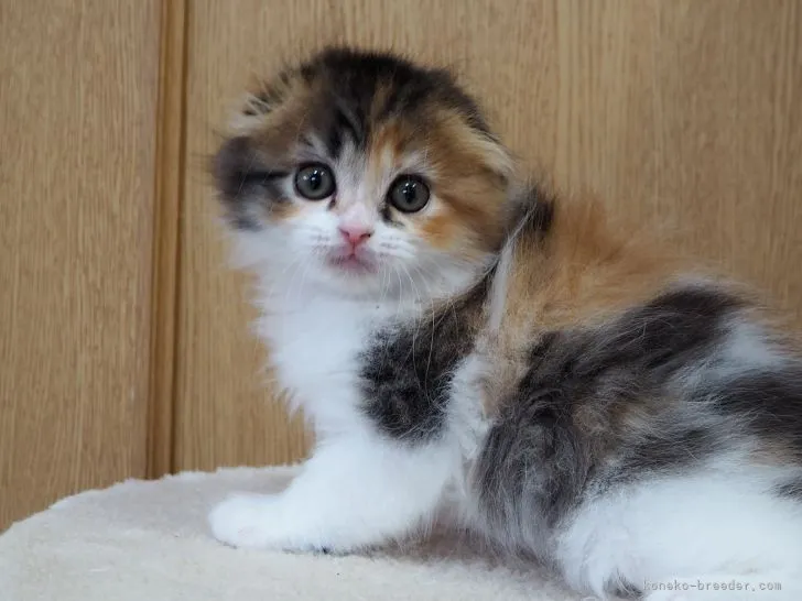 ID：2111-00528の子猫