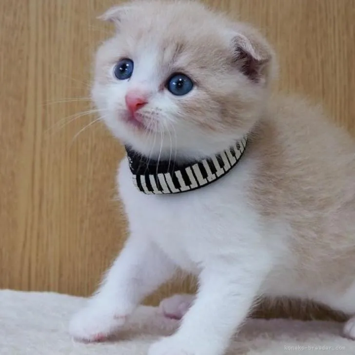 yokko 様のお迎えした子猫