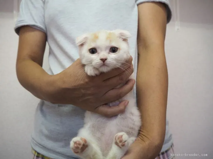 ID：1607-00612の子猫