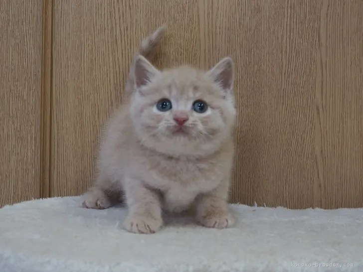 A.T 様のお迎えした子猫