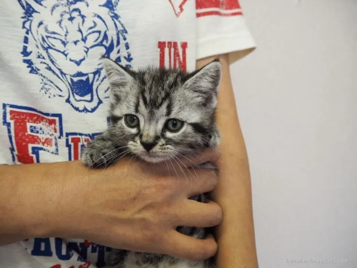 ID：1605-00827の子猫