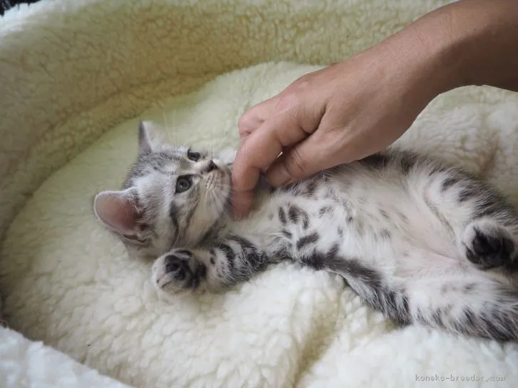 ID：1610-00272の子猫
