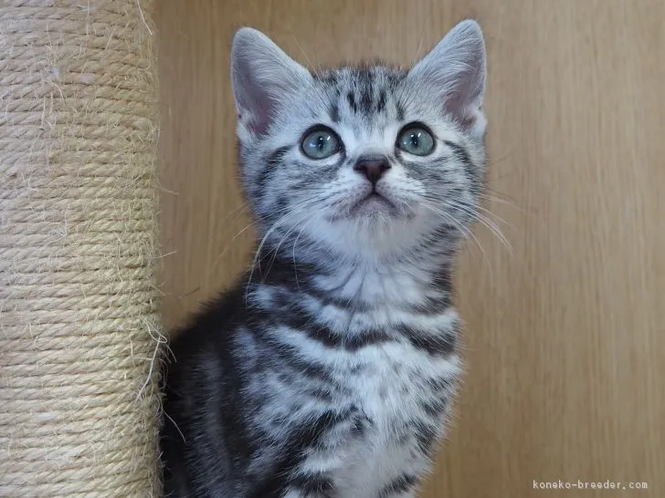 ID：1901-00335の子猫