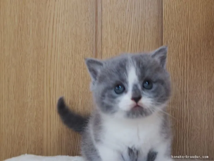ネギ 様のお迎えした子猫