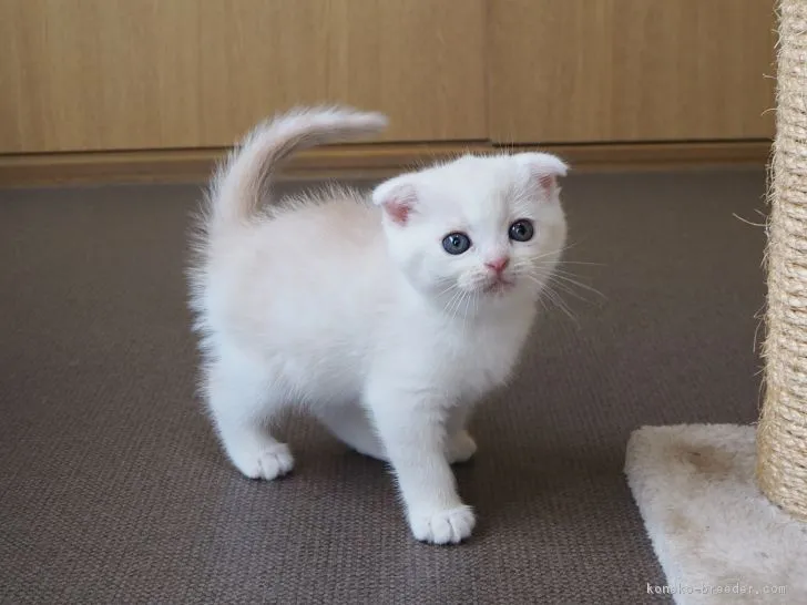 ID：1710-00613の子猫