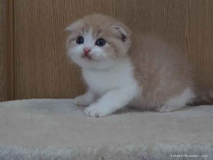 ID：2202-01097の子猫