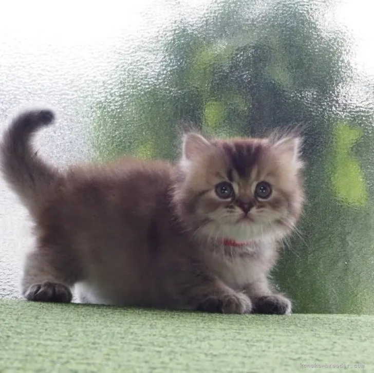 ID：2311-01187の子猫