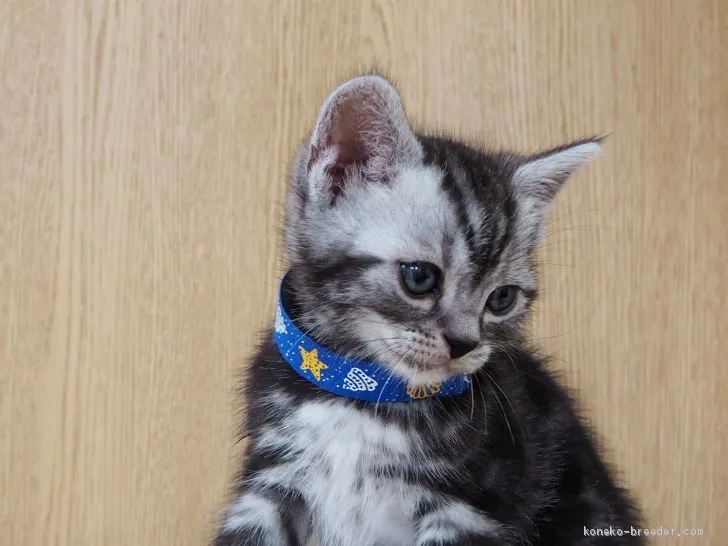 ID：2006-01460の子猫