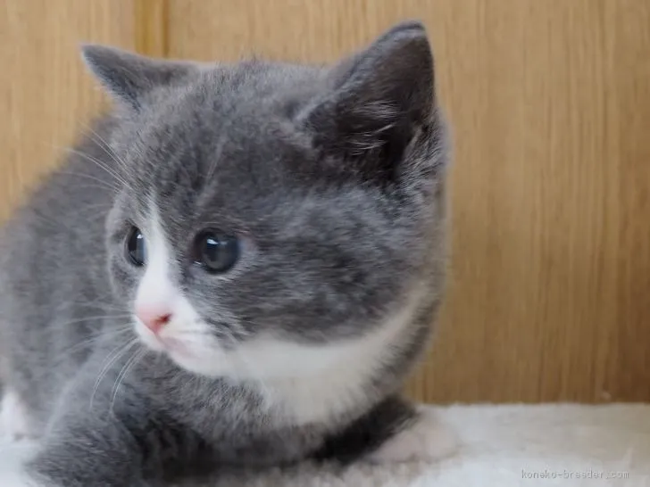 ID：1904-01897の子猫