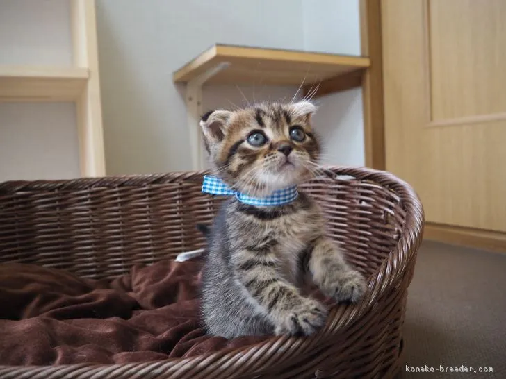 ID：1707-00766の子猫