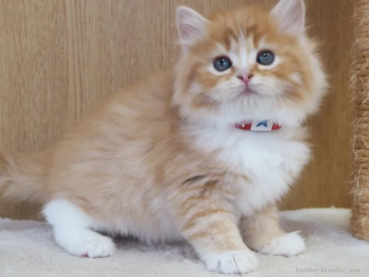 C.T 様のお迎えした子猫