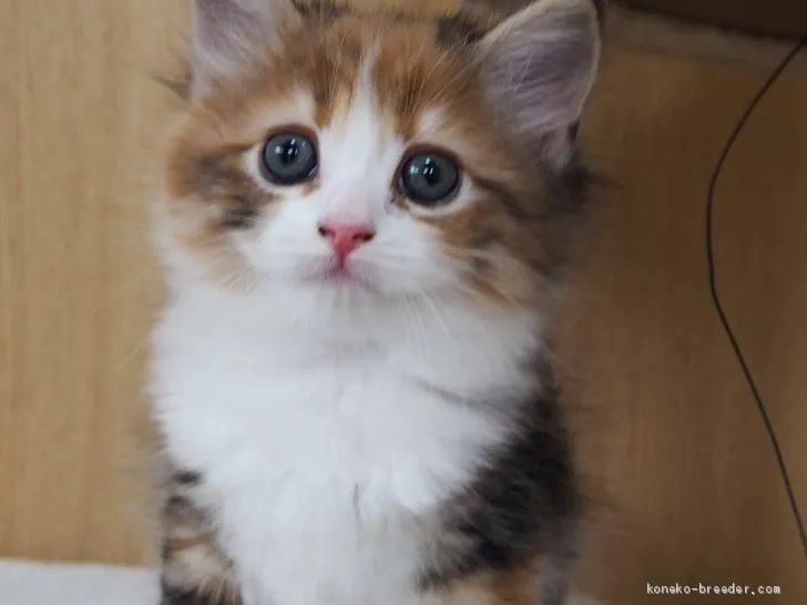ID:1908-01143の子猫