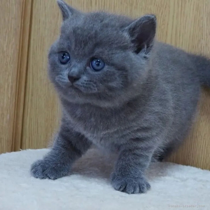 ID:2305-03042の子猫