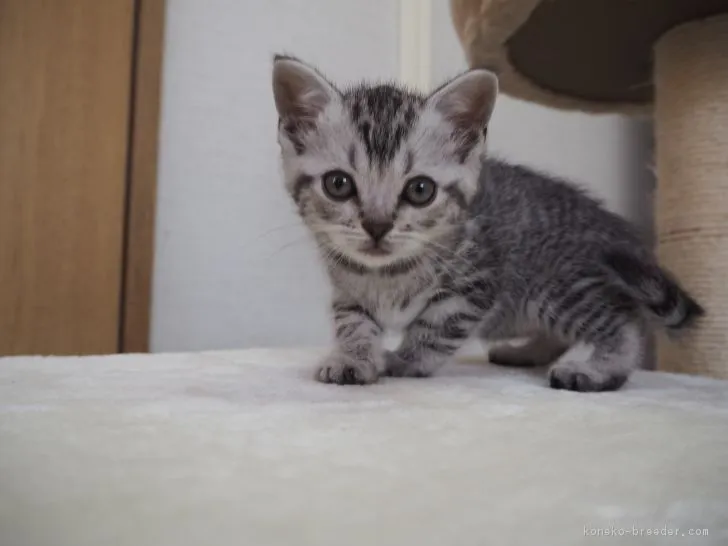 スコティッシュフォールド(立ち耳)【三重県・女の子・2018年3月10日・シルバータビー】の写真1