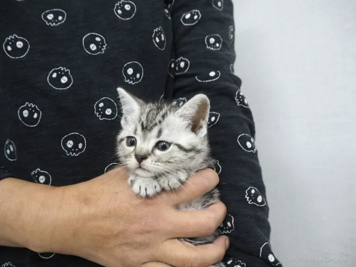 ぴぃちゃん 様のお迎えした子猫