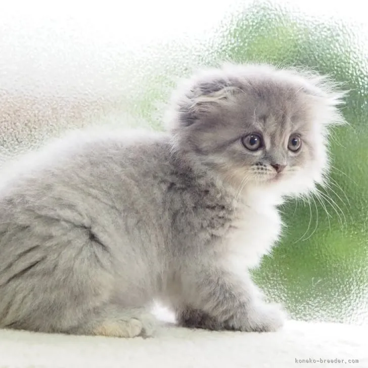 ID：2309-02628の子猫