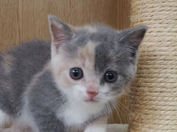 ID：2107-01409の子猫