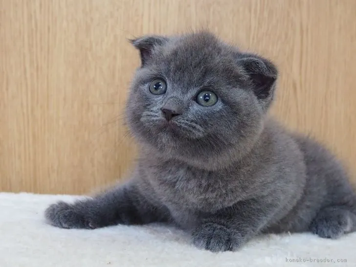 ID：2203-01364の子猫