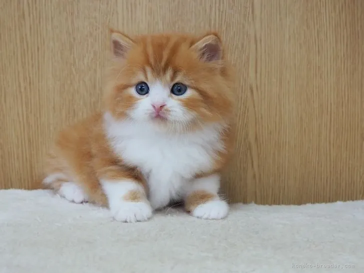 ID：2205-01030の子猫